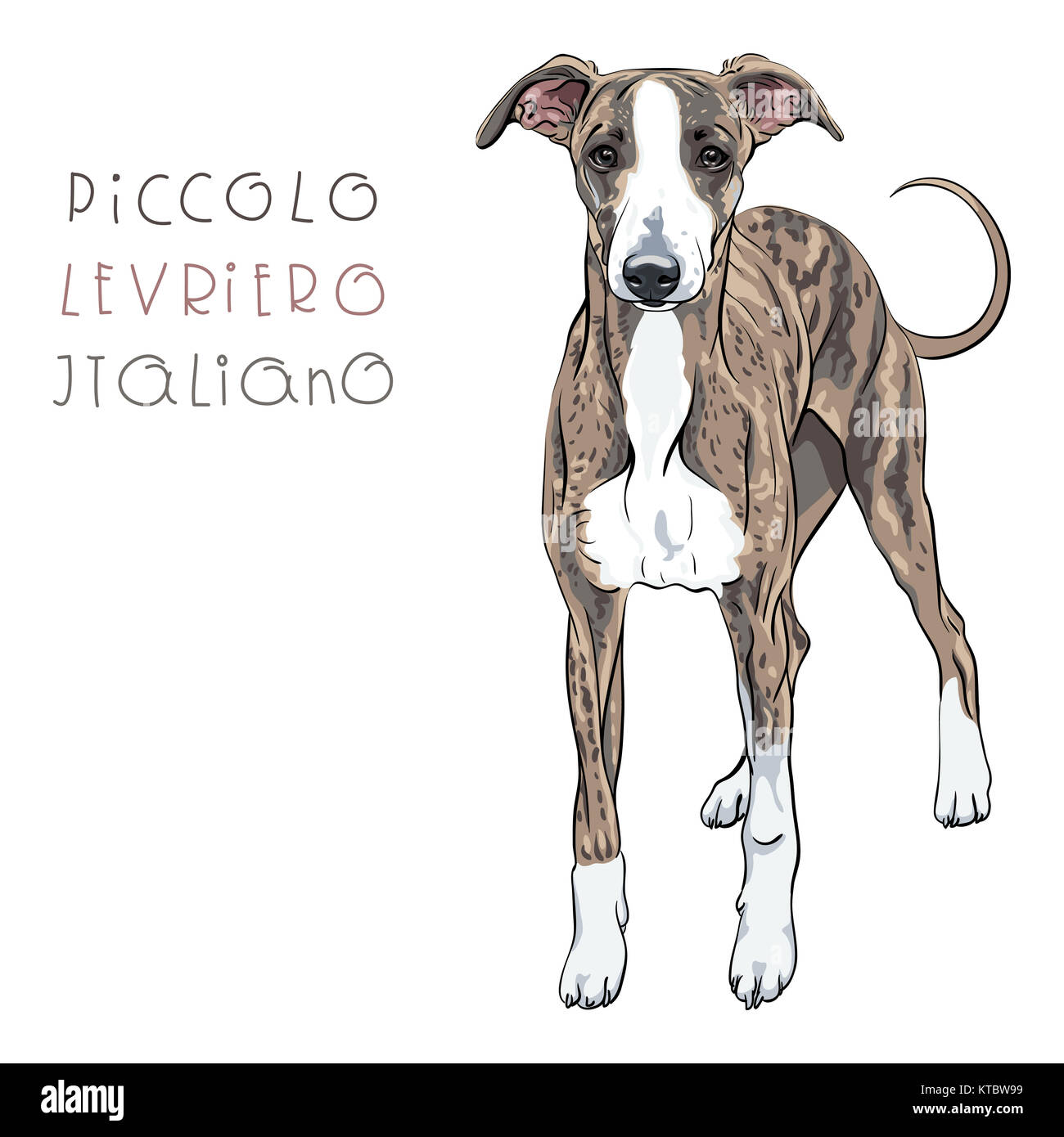 Vektor der italienische Windhund Hunderasse Stockfoto