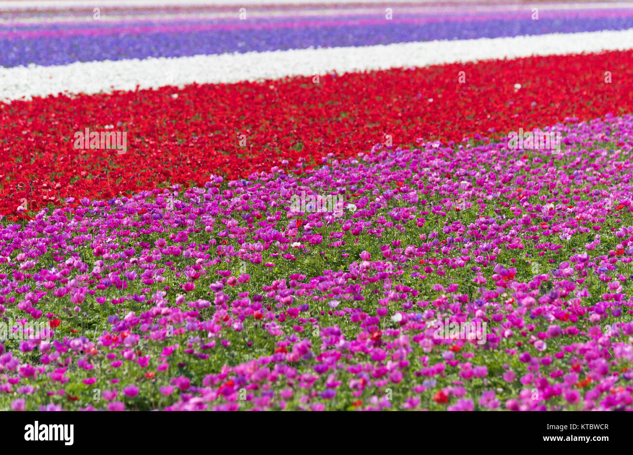 Reihen von blühenden Blumen Stockfoto