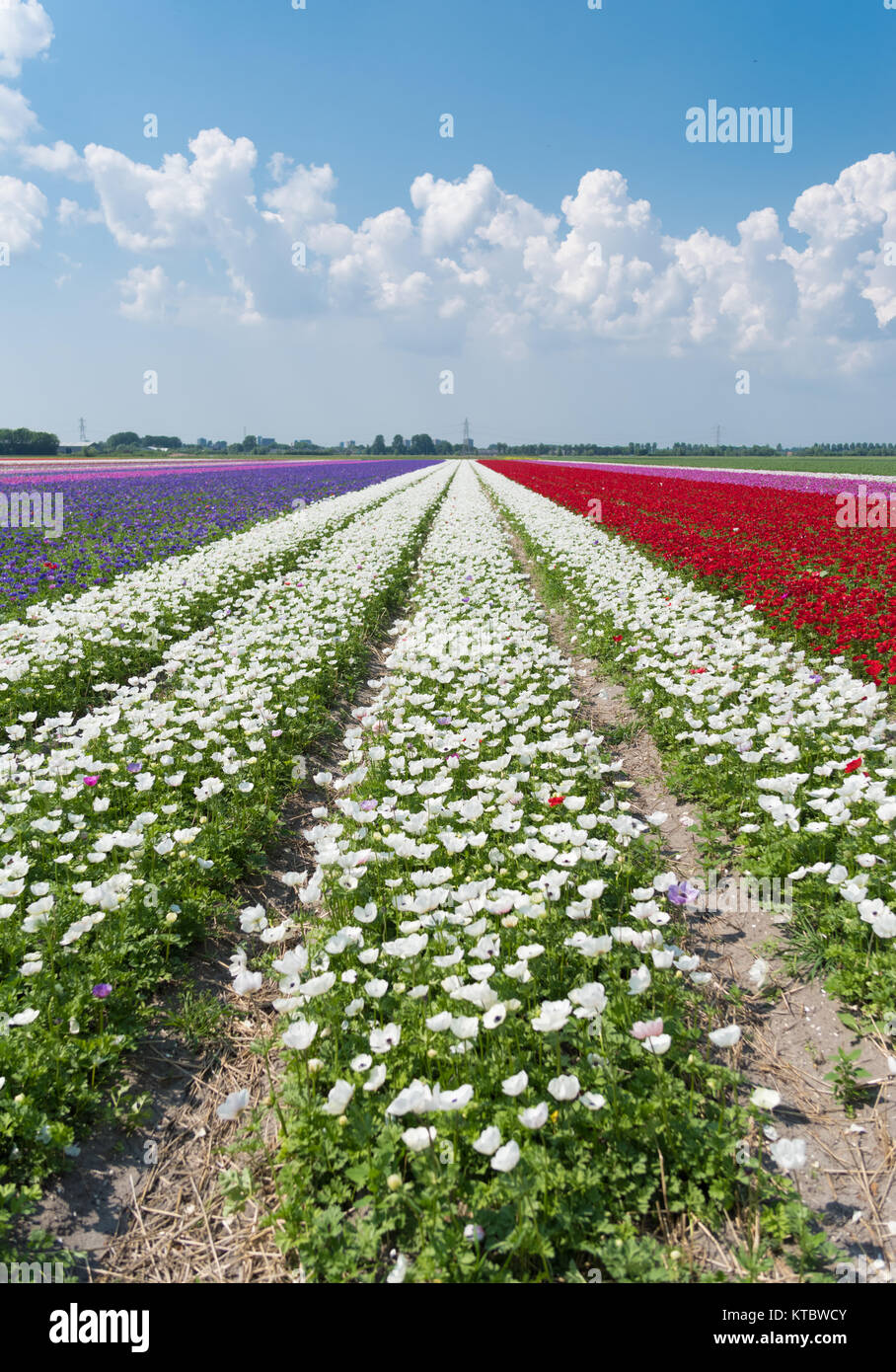 Reihen von blühenden Blumen Stockfoto