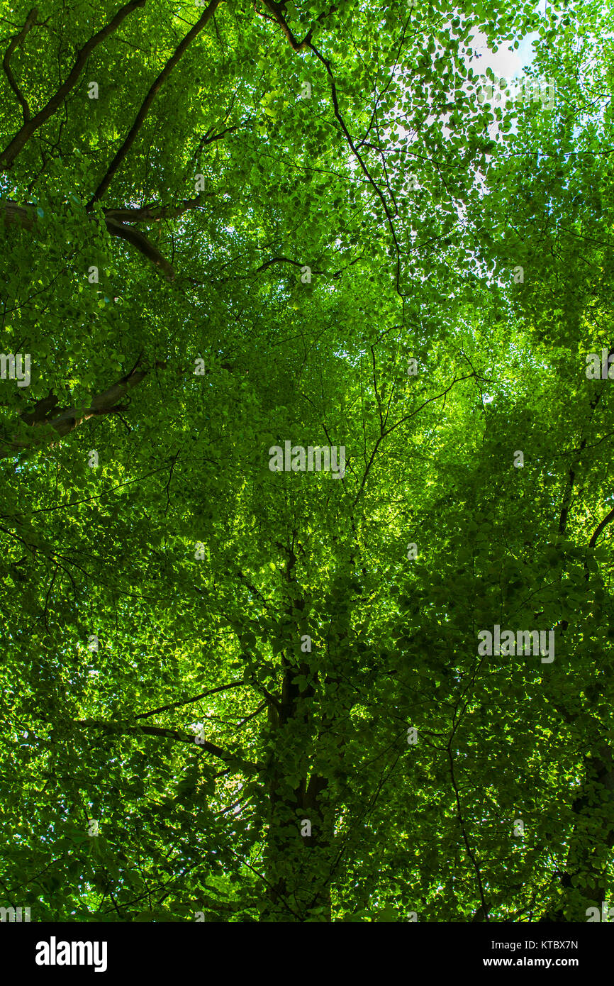 Buche [Fagus sylvatica] Vordach im Frühsommer blockieren das Licht aus mit dem Himmel kaum sichtbar Stockfoto