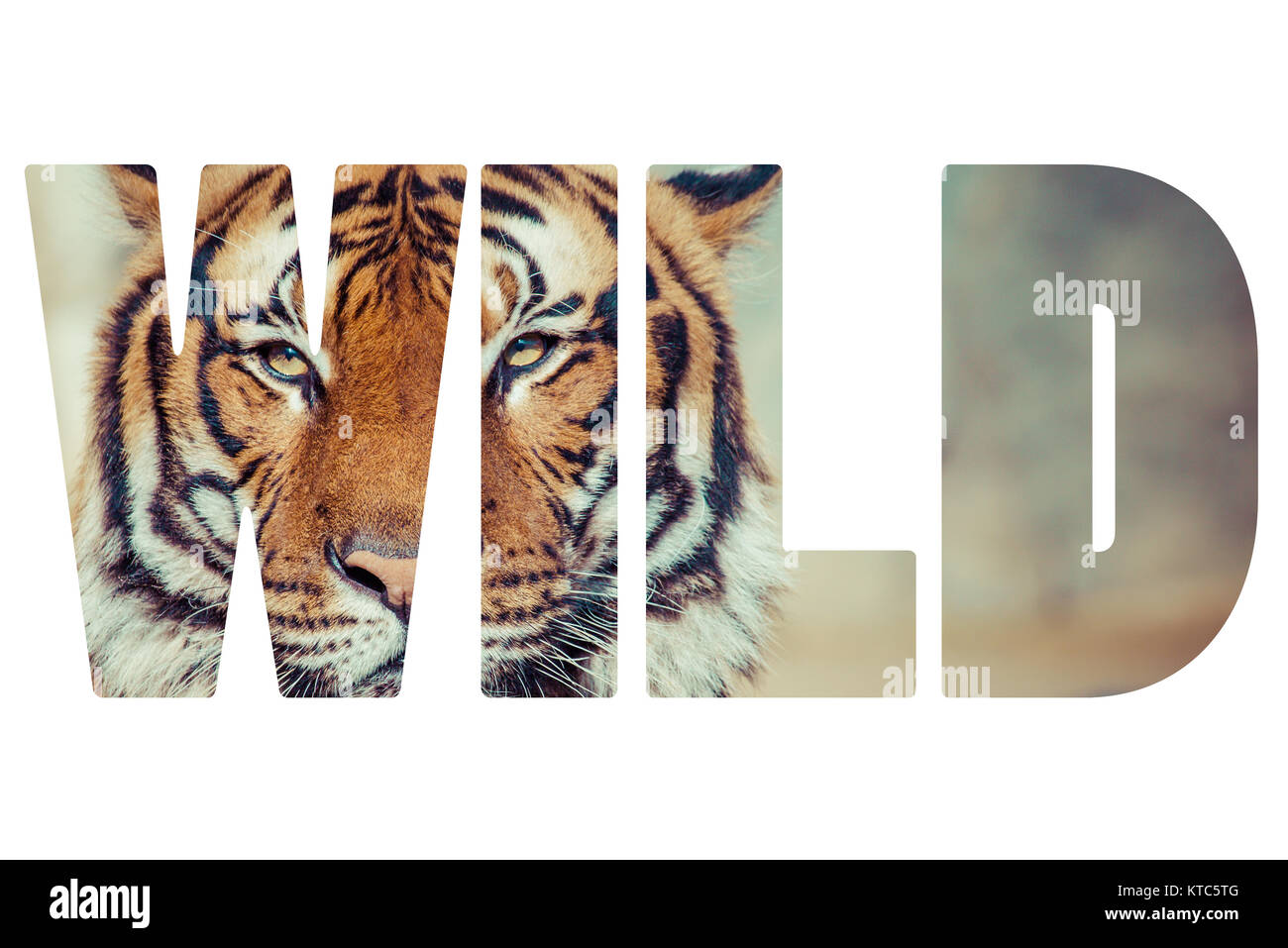 Wort WILD Nahaufnahme eines Tiger Gesicht. Stockfoto