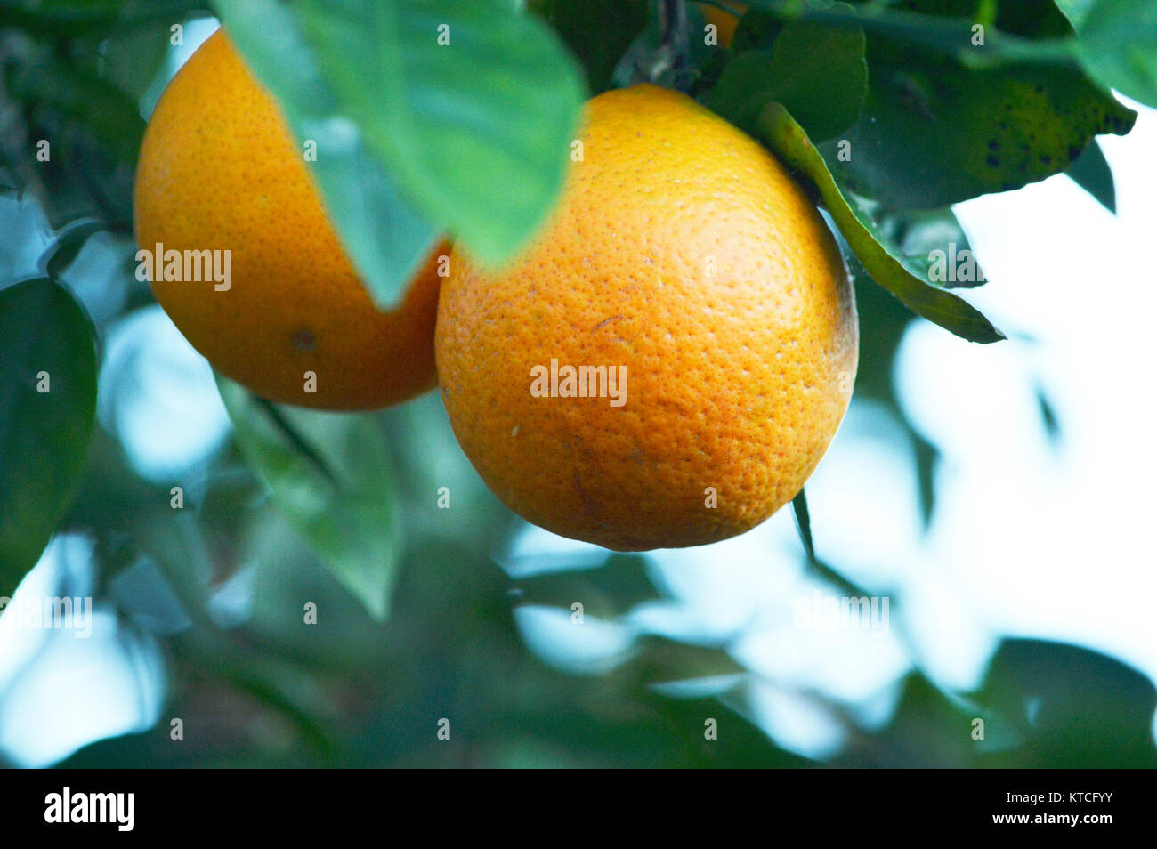 Orangen hängen von einem Baum Stockfoto