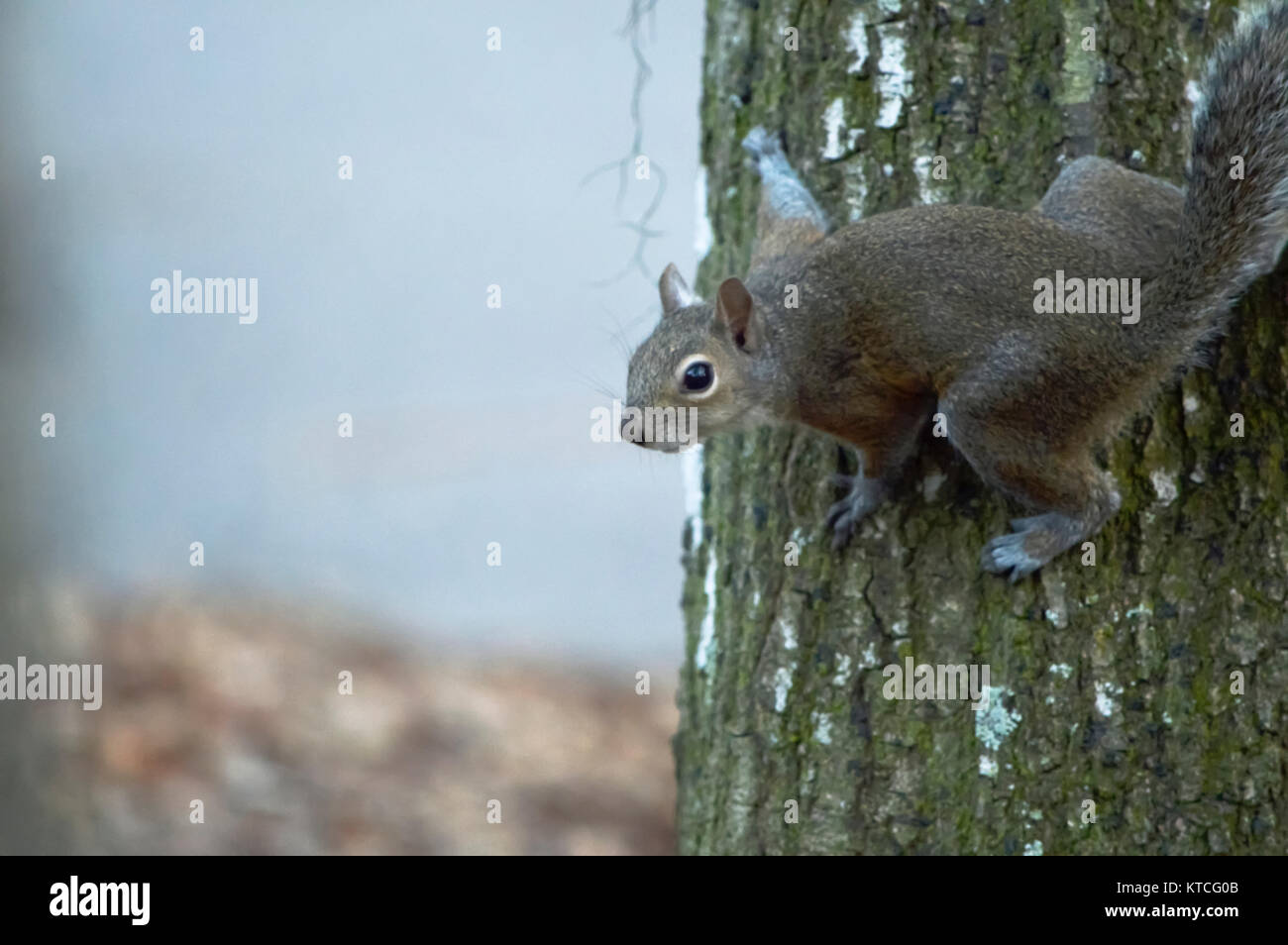 Eichhörnchen heraus hängen an einem Baum Stockfoto
