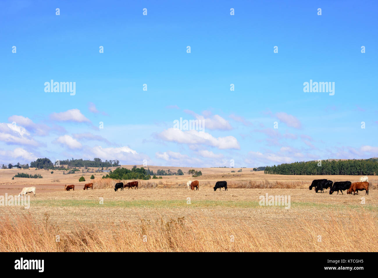 Kühe auf Ackerland Fütterung auf alten Maisstängel mit klarem, blauen Himmel mit weißen Wolken, Südafrika Stockfoto