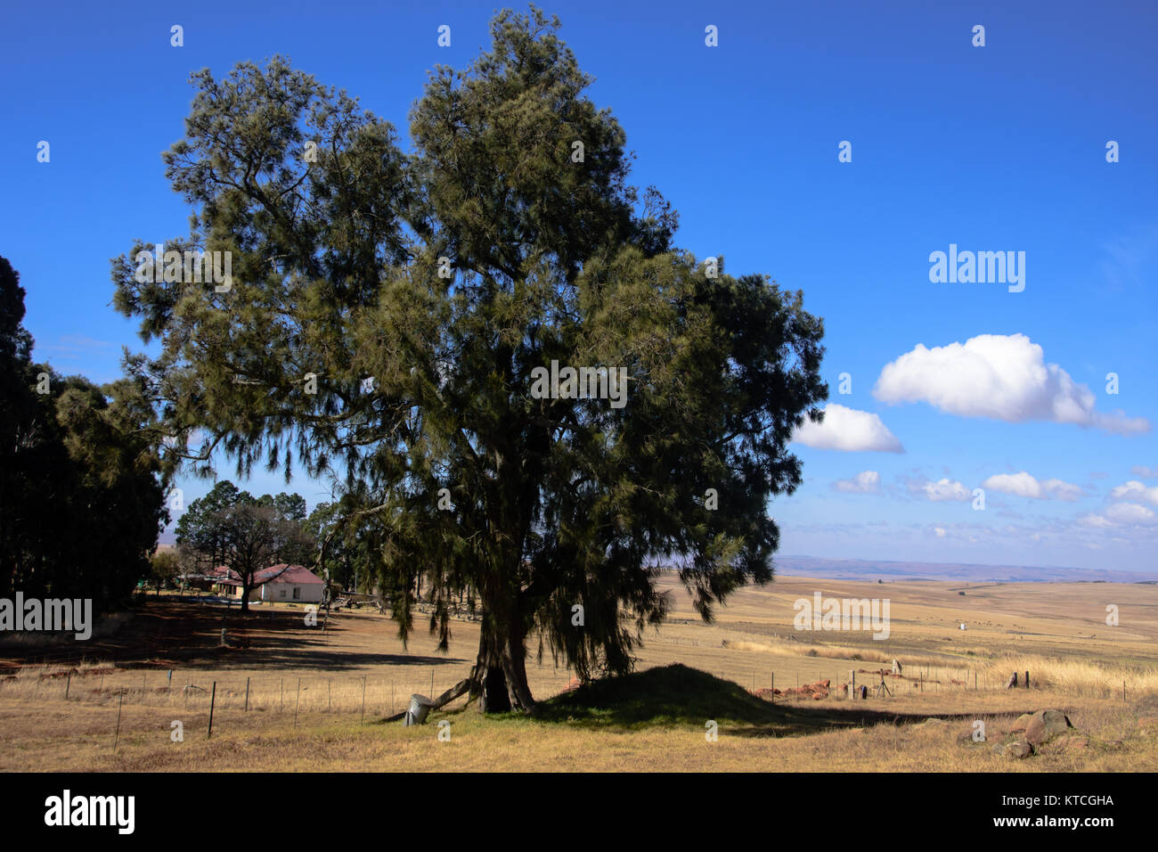 Bauernhof mit Bauernhaus und großen Bäumen rund um die Siedlung Und ein weites Feld Stockfoto