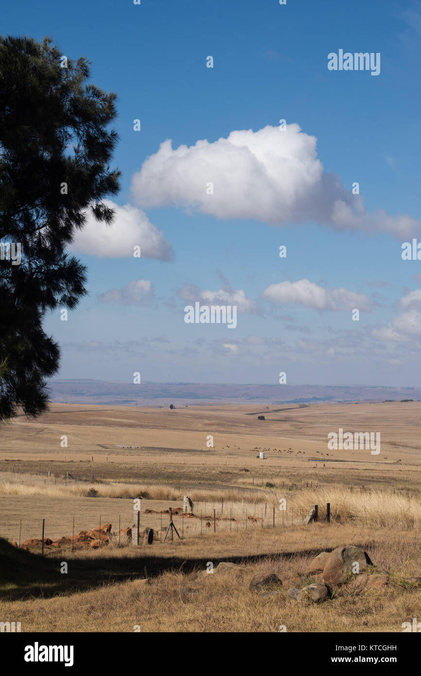 Farmland Blick auf große weite offene Grasland und großen Baum Mit blauem Himmel und weißen Wolken Stockfoto