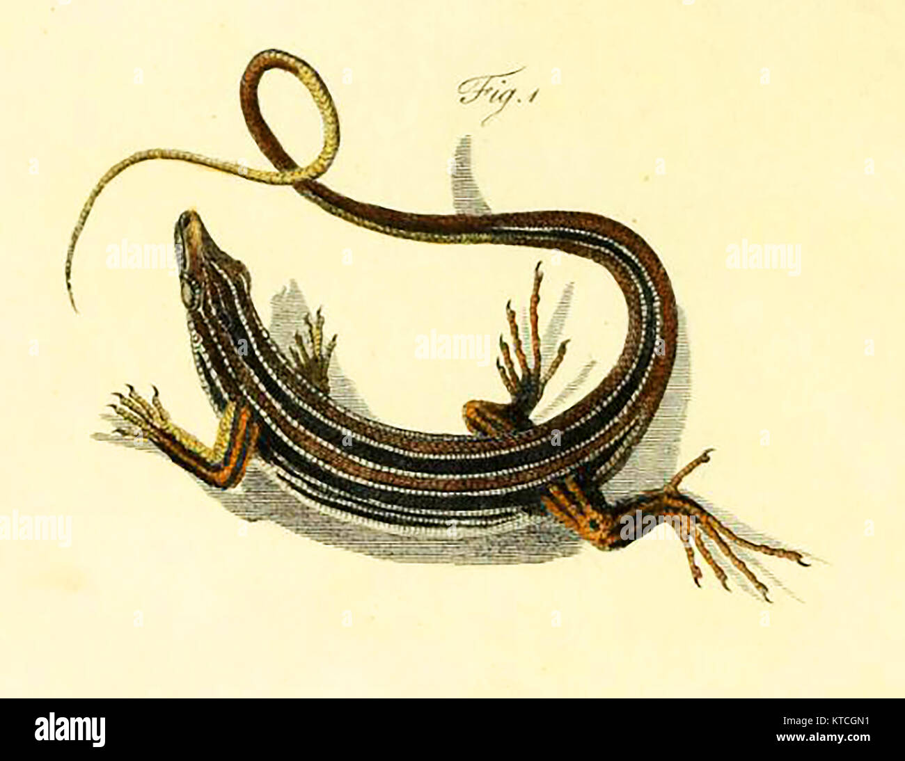 Die australische Tierwelt - Band Lizard (von 'Journal einer Reise in New South Wales...') von John White 1790 Stockfoto
