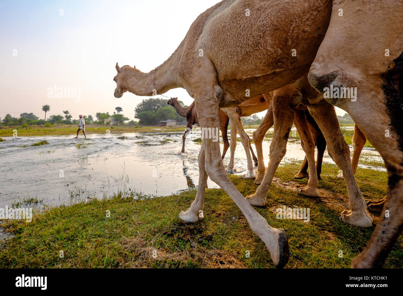 Ein herder führt Kamele durch Fluss am Die Chandrabahga Messe, Jhalawar, Rajasthan, Indien Stockfoto