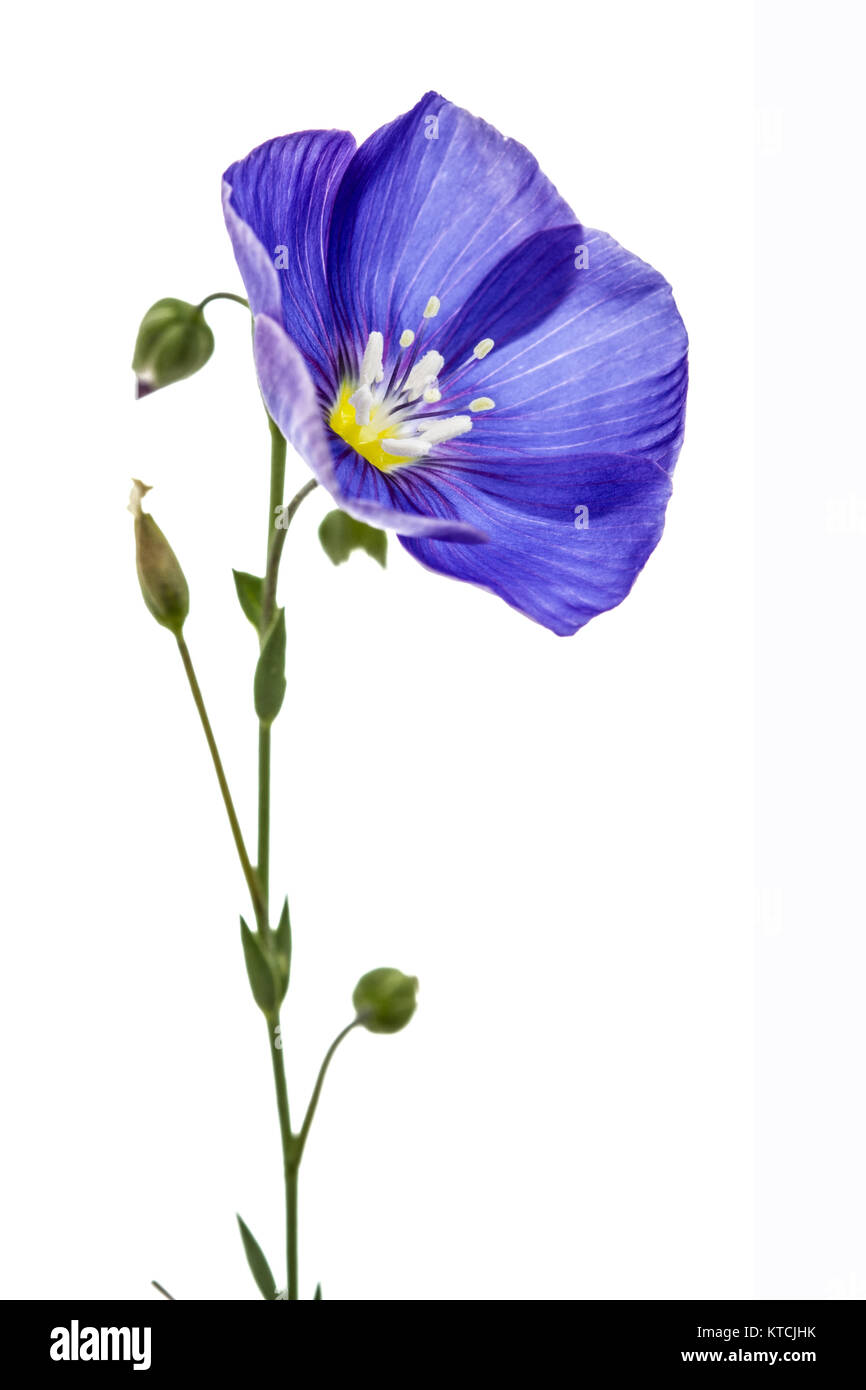 Blaue Blume von Flachs, auf weißem Hintergrund Stockfoto