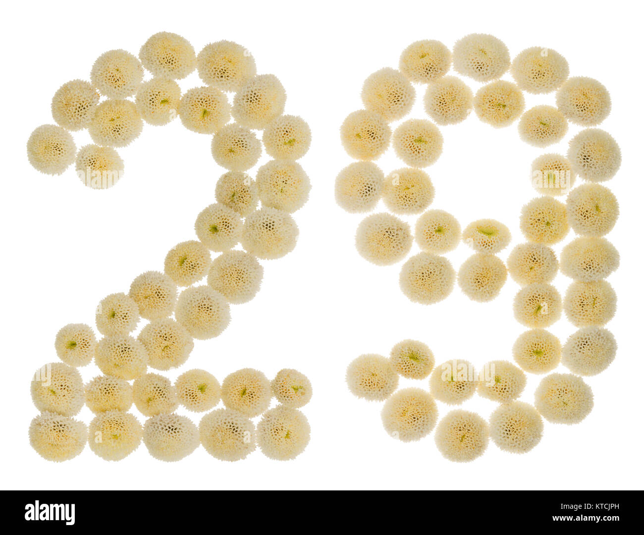 Arabische Zahlen 29, 29, aus Rahm Blumen der Chrysantheme, auf weißem Hintergrund Stockfoto