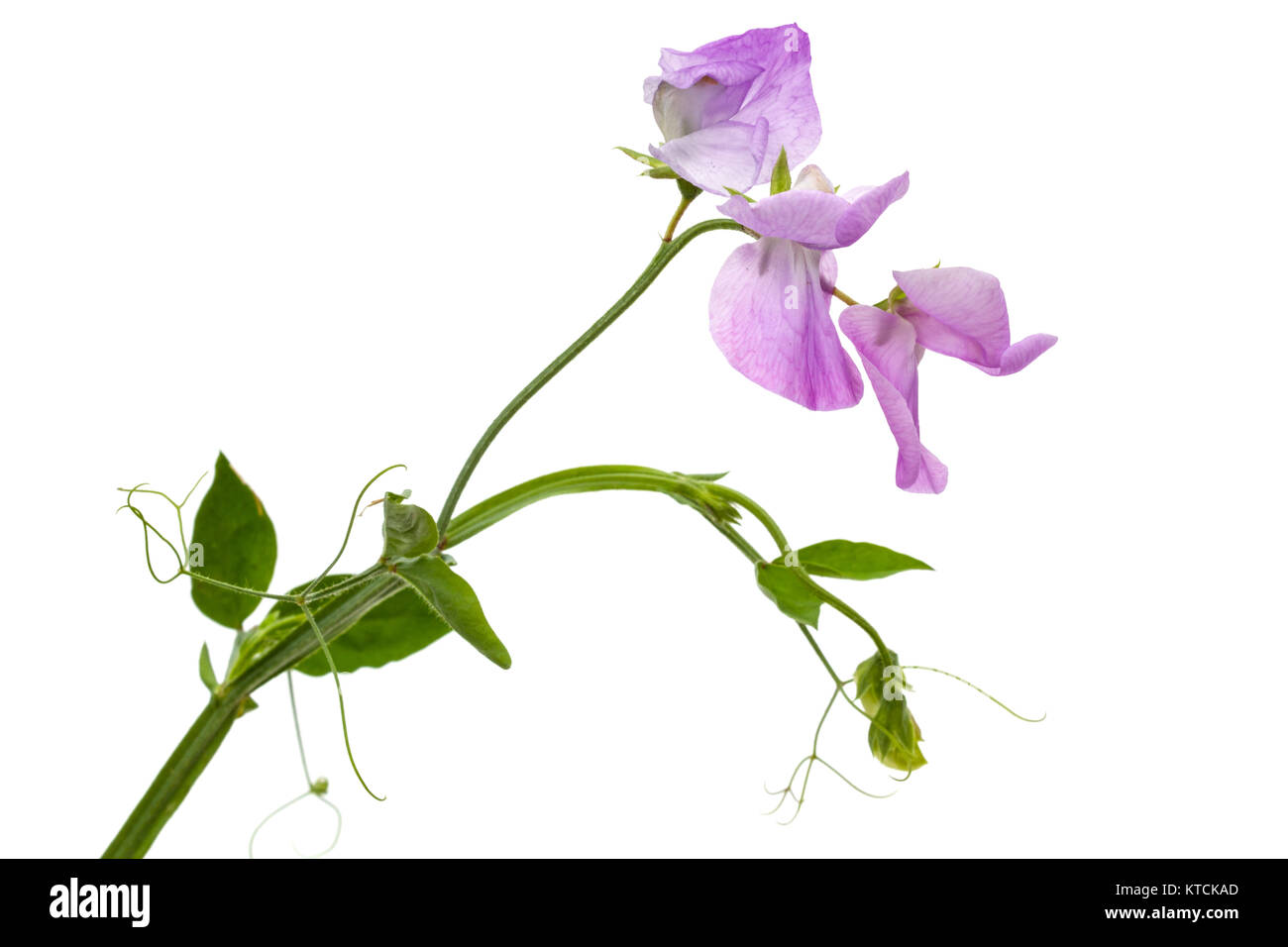 Blumen von Sweet Pea, auf weißem Hintergrund Stockfoto