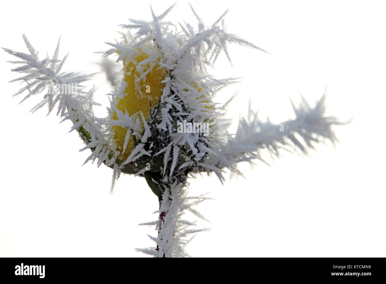 Gelbe rose bud bedeckt mit Morgen Frost im Winter, auf weißem Hintergrund Stockfoto
