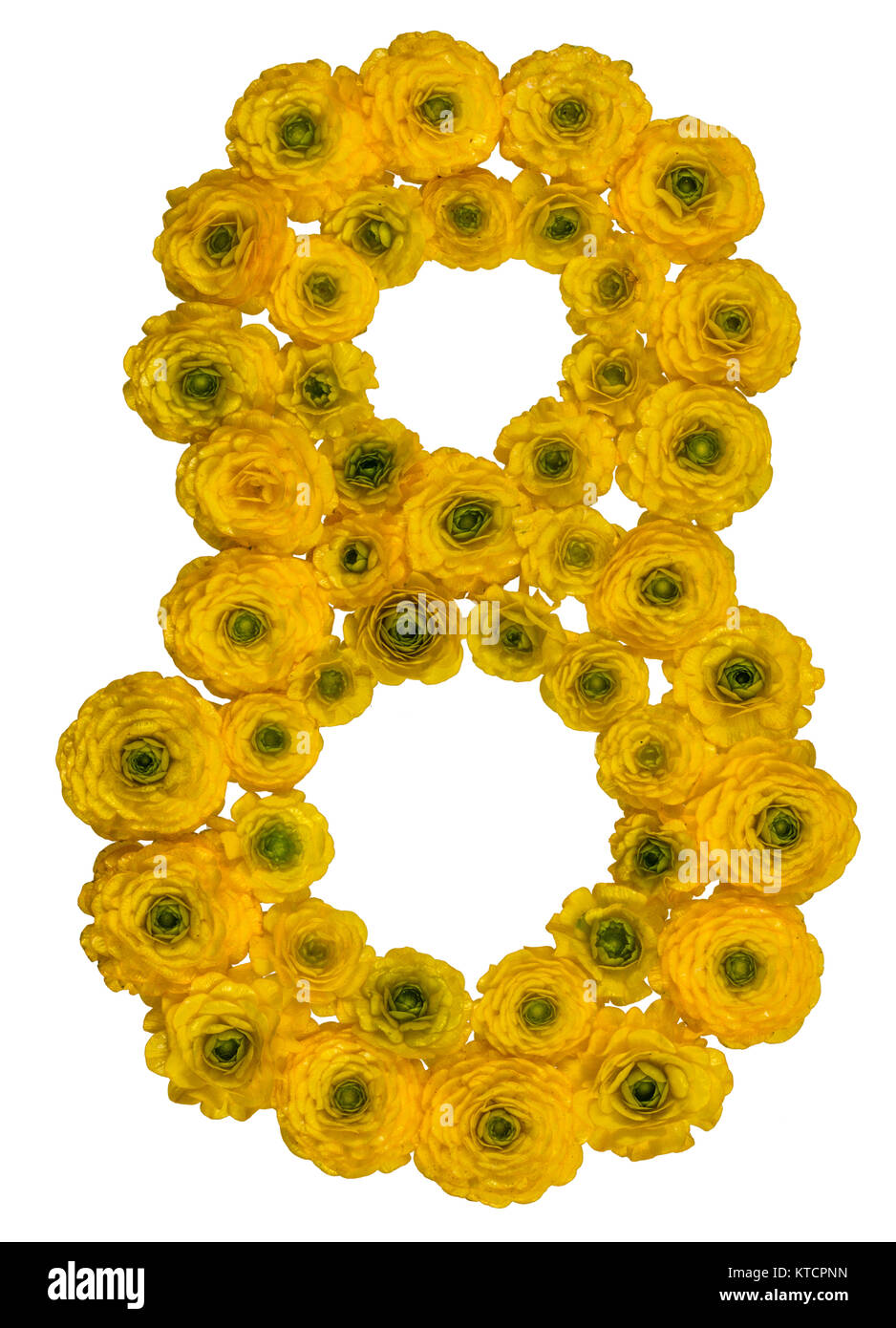 Arabische Zahl 8, acht, aus gelben Blüten der Hahnenfuß, auf weißem Hintergrund Stockfoto