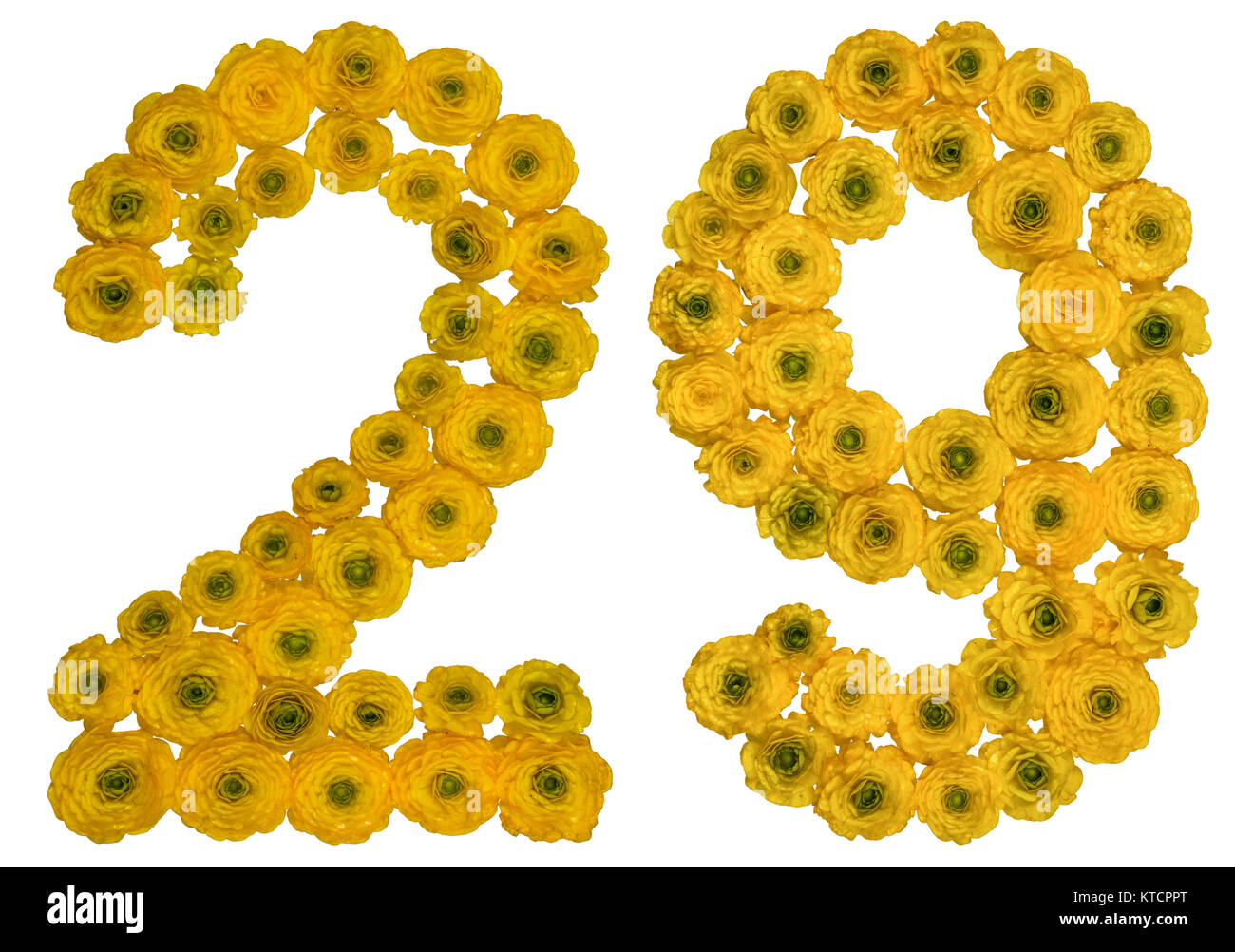 Arabische Zahlen 29, 29, von gelben Blumen der Hahnenfuß, auf weißem Hintergrund Stockfoto