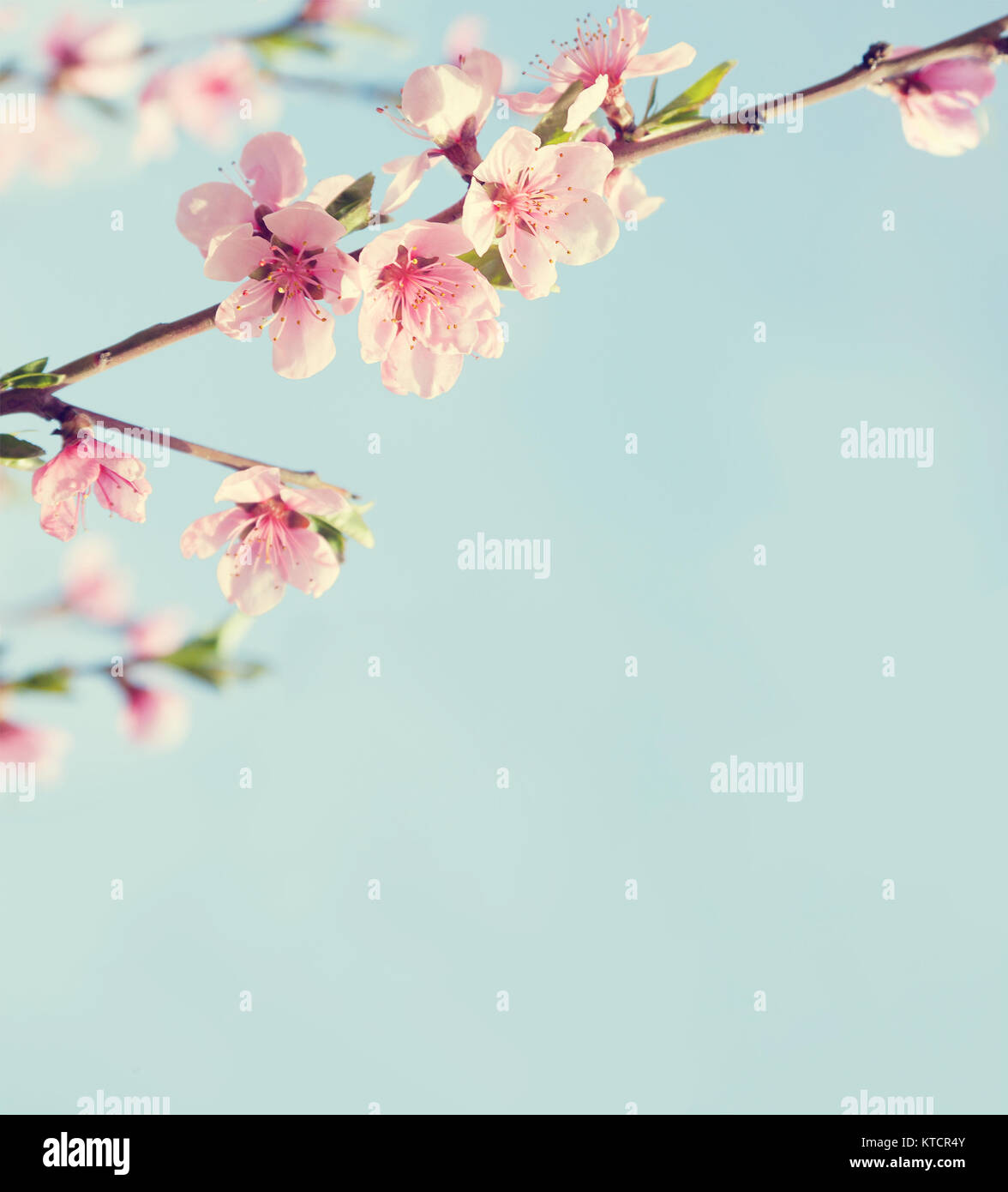 Zweige mit schönen rosa Blumen (Pfirsich) gegen den blauen Himmel. Selektive konzentrieren. Getönten Bild. Stockfoto