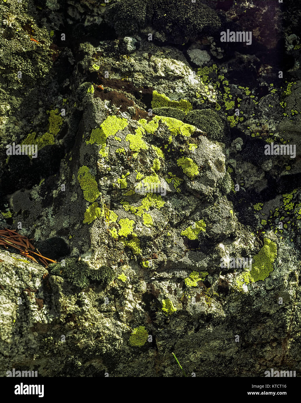 Gelb Algen auf Felsen in der englischen Landschaft, Kent, England, Vereinigtes Königreich, Europa Stockfoto