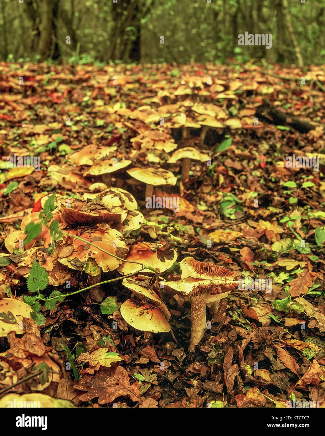 Pilz in einer Blatt übersäten Waldboden in der englischen Landschaft im Herbst, England, Vereinigtes Königreich, Europa Stockfoto