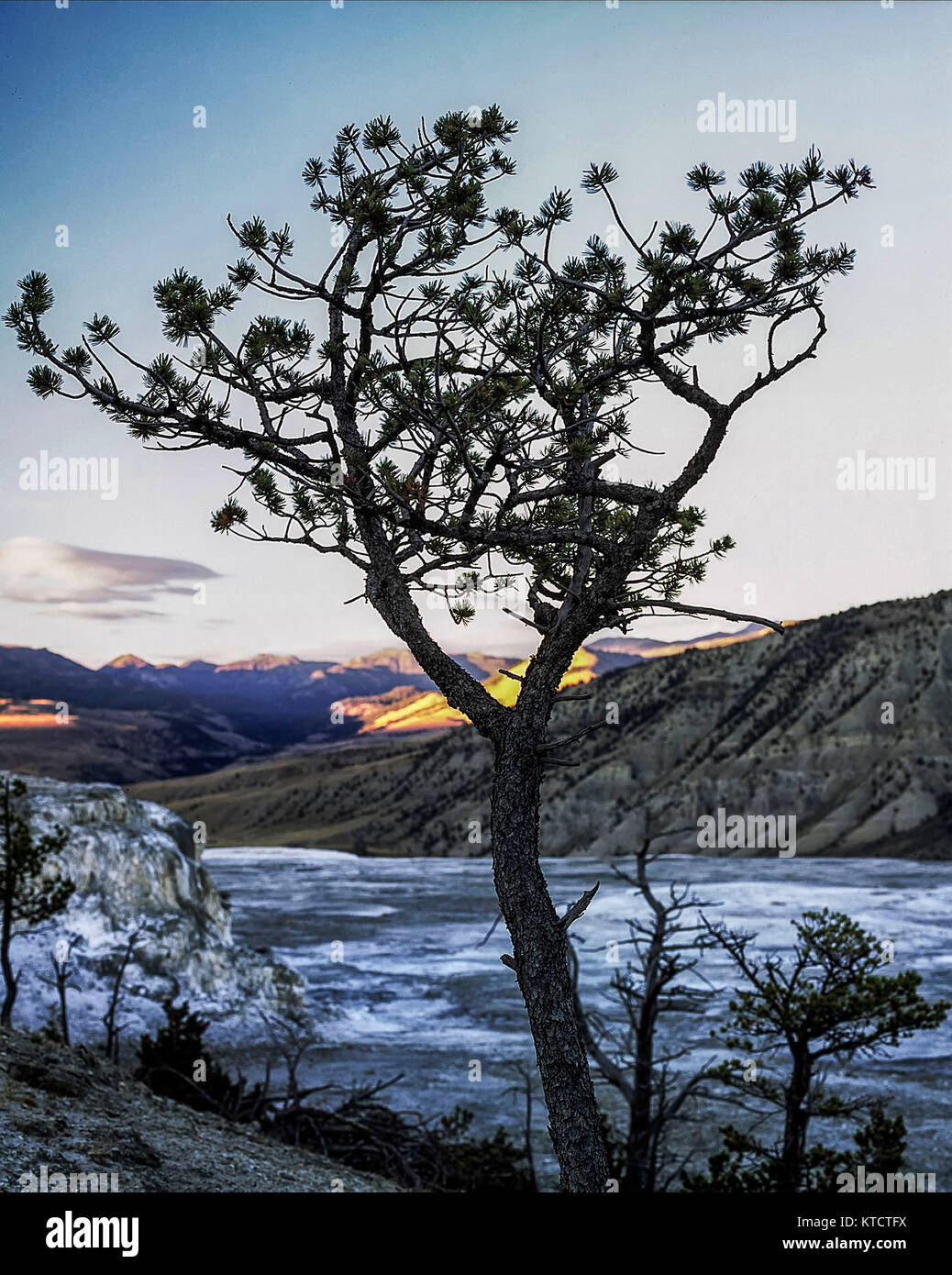 Lone Tree und Cloud in den Mammoth Bereich der Yellowstone National Park, Vereinigte Staaten von Amerika Stockfoto