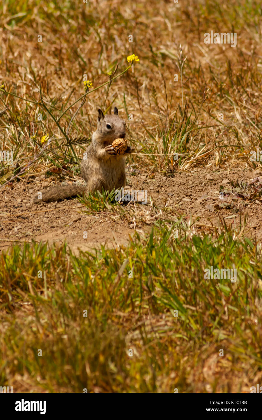 Kalifornien Eichhörnchen in der Vegetation Stockfoto