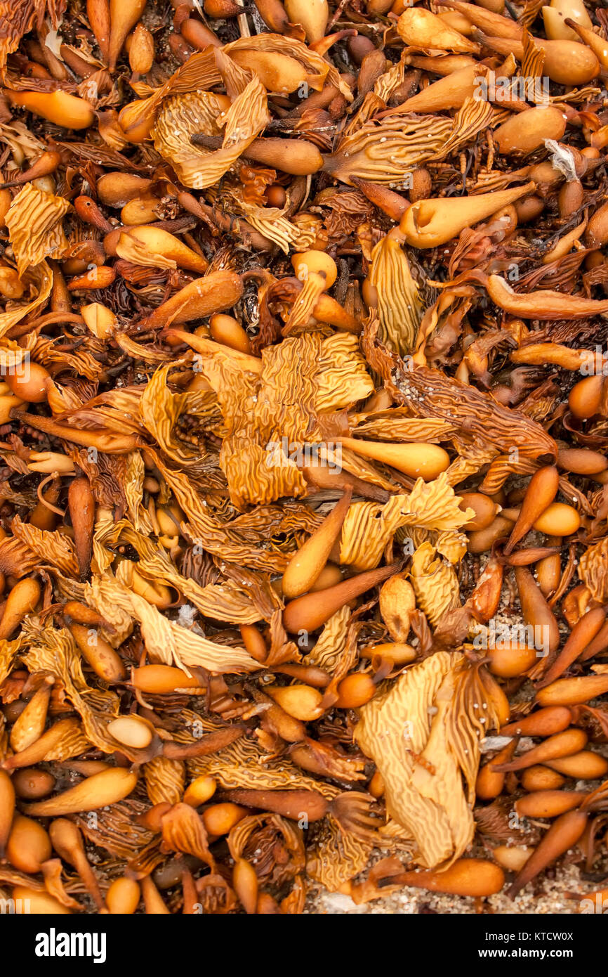 Algen und Seetang gewaschen an Land, Kalifornien Stockfoto