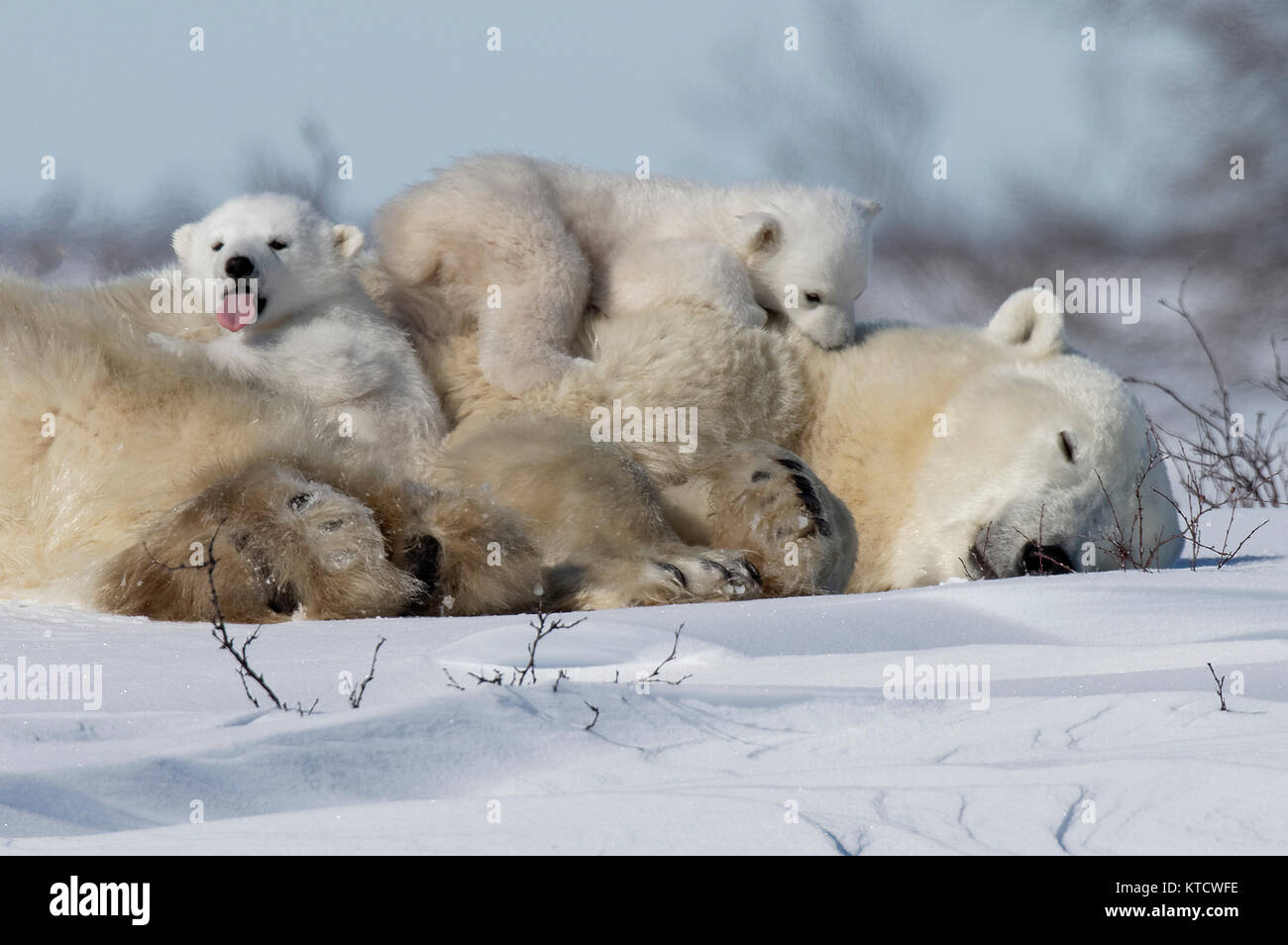 Eisbär BABYS KUSCHELN MIT MAMA IN DER TUNDRA IN WAPUSK NATIONAL PARK. Stockfoto
