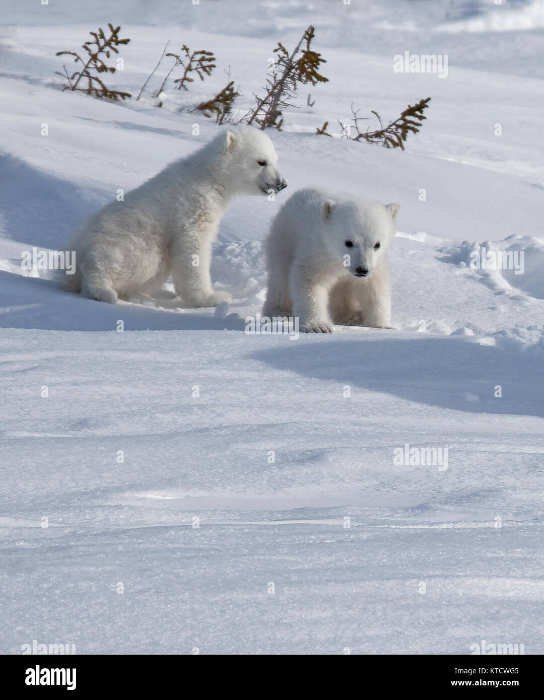 Eisbär BABYS KUSCHELN MIT MAMA IN DER TUNDRA IN WAPUSK NATIONAL PARK. Stockfoto
