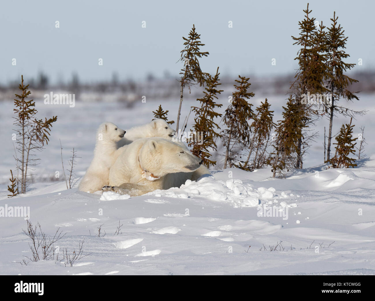 Eisbär BABYS KUSCHELN MIT MAMA IN DER TUNDRA IN WAPUSK NATIONAL PARK. Stockfoto