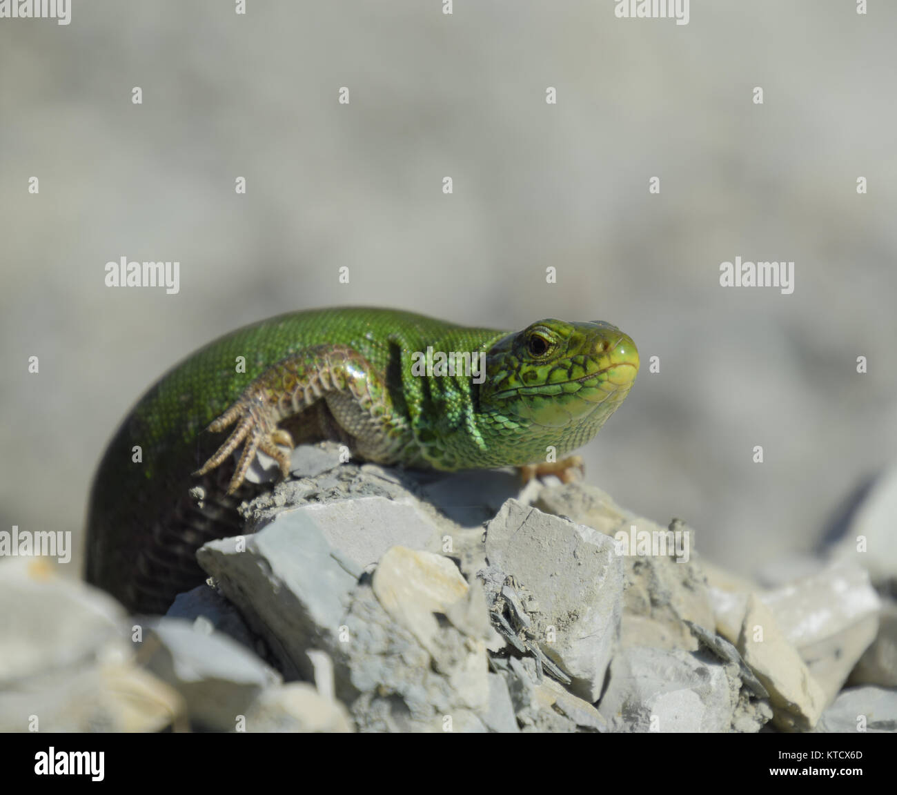 Sand Eidechse. Ein gewöhnlicher schnelle grüne Eidechse. Echse auf den Trümmern. Zauneidechse, lacertid Eidechse. Stockfoto