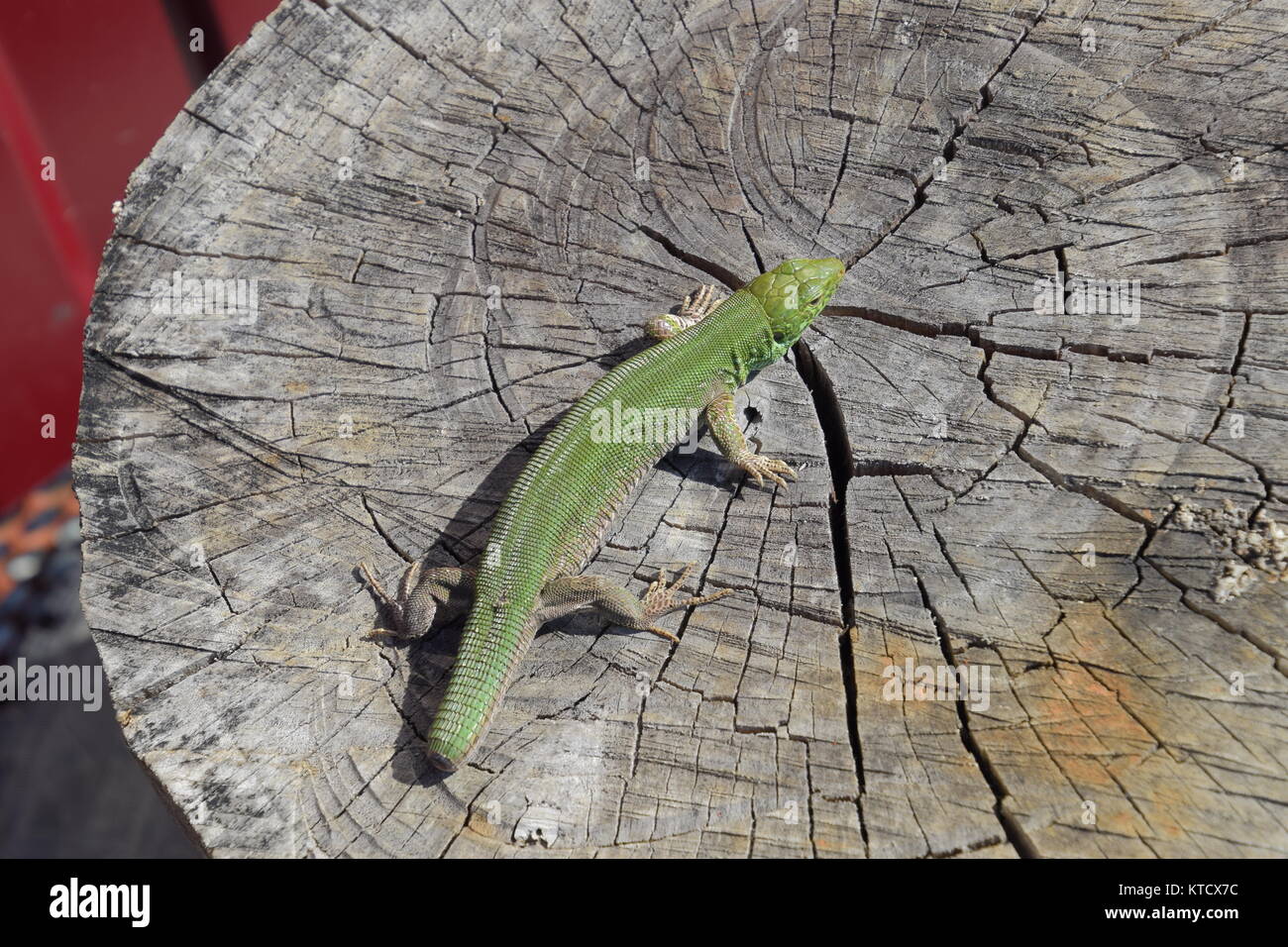 Ein gewöhnlicher schnelle grüne Eidechse. Echse auf der Schnitt von einem Baumstumpf. Sand lizard, Lizard lacertid Stockfoto