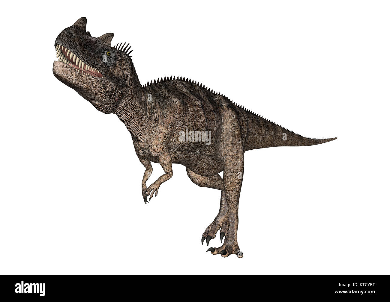 3D-Rendering Ceratosaurus Dinosaurier auf Weiß Stockfoto