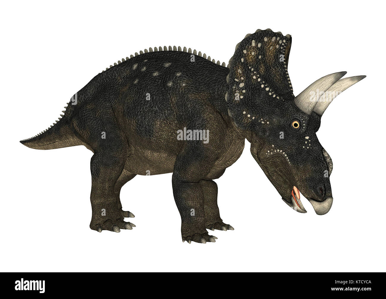 3D-Rendering Dinosaurier Diceratops auf Weiß Stockfoto