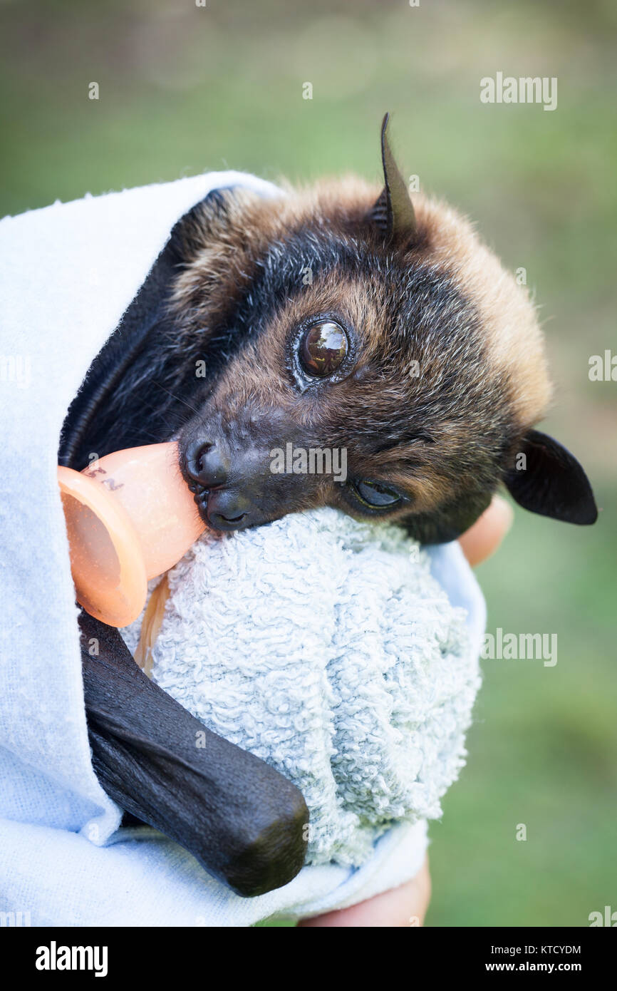 Spectacled Flying-fox (Pteropus conspicillatus). Orphan männlich, ca. 6 Wochen alt. Cow Bay. Queensland. Australien. Stockfoto