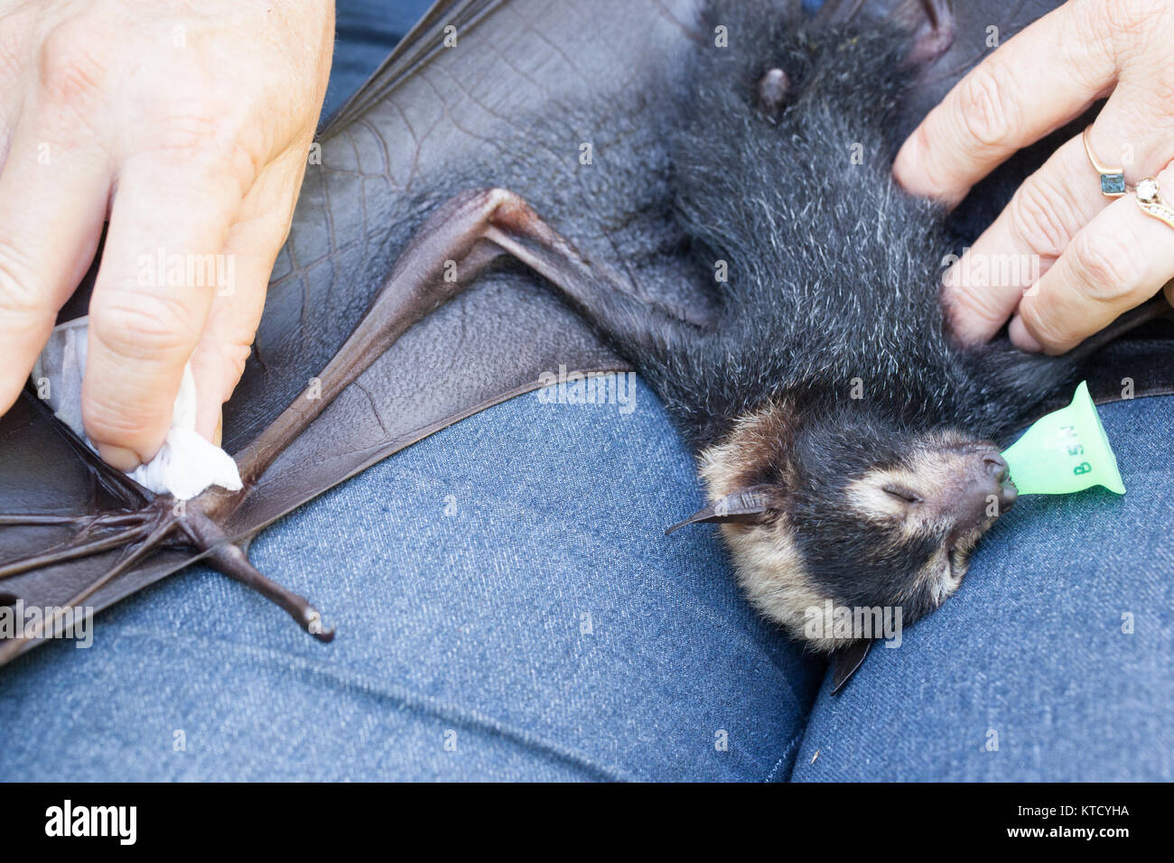 Spectacled Flying-fox (Pteropus conspicillatus). Orphan weiblich, ca. 8 Wochen alt, gereinigt mit Baby, abwischen. Cow Bay. Queensland. Stockfoto