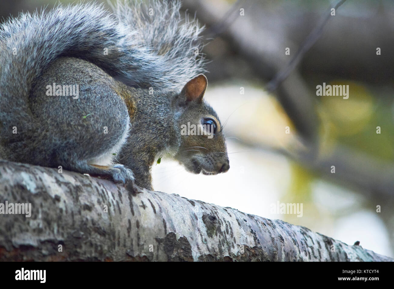 Eichhörnchen heraus hängen an einem Baum Stockfoto