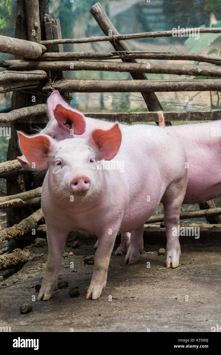 Zwei gesund aussehenden rosa Schweine in Pen ein Landwirt unschuldig ihr Schicksal erwarten Stockfoto