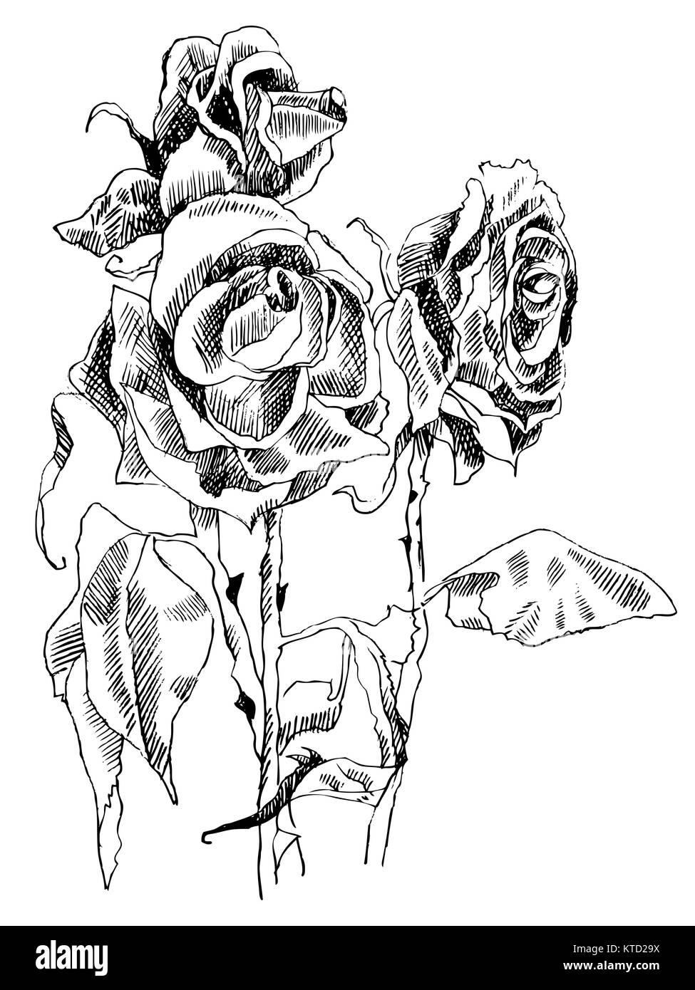 Eine Zeichnung von getrockneten Rosen. schwarz-weiß-Bild Stock Vektor