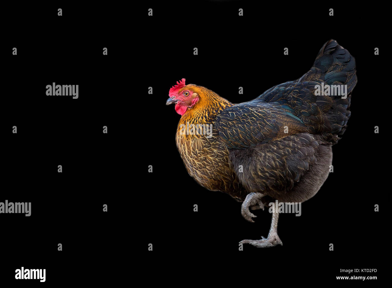Hen auf schwarzem Hintergrund Stockfoto