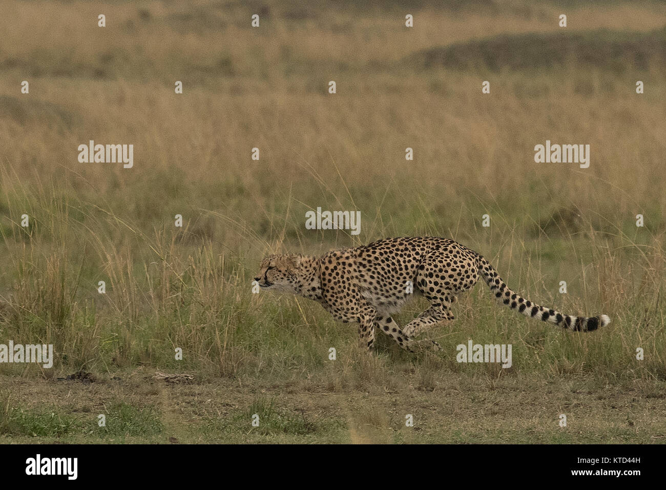 Geparden jagen am späten Nachmittag in der Masai Mara in der Nähe von Governors Camp und nach einem fehlgeschlagenen Versuch gelungen, eine Gazelle, die nehmen, war erfassen Stockfoto