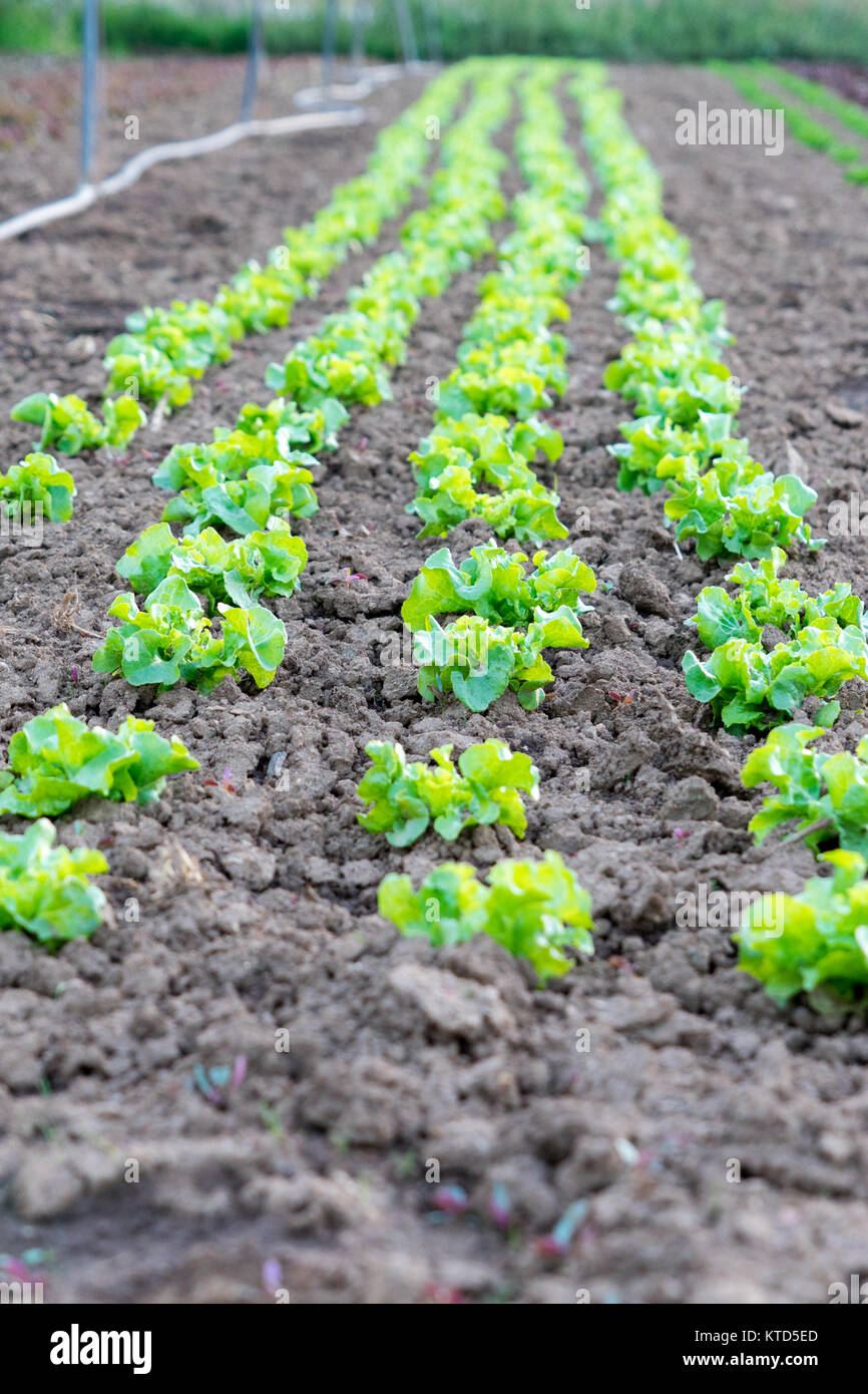 Vertikale Foto der Zeilen von Butter Kopfsalat in frühen Wachstum auf einem Bio-Bauernhof Stockfoto