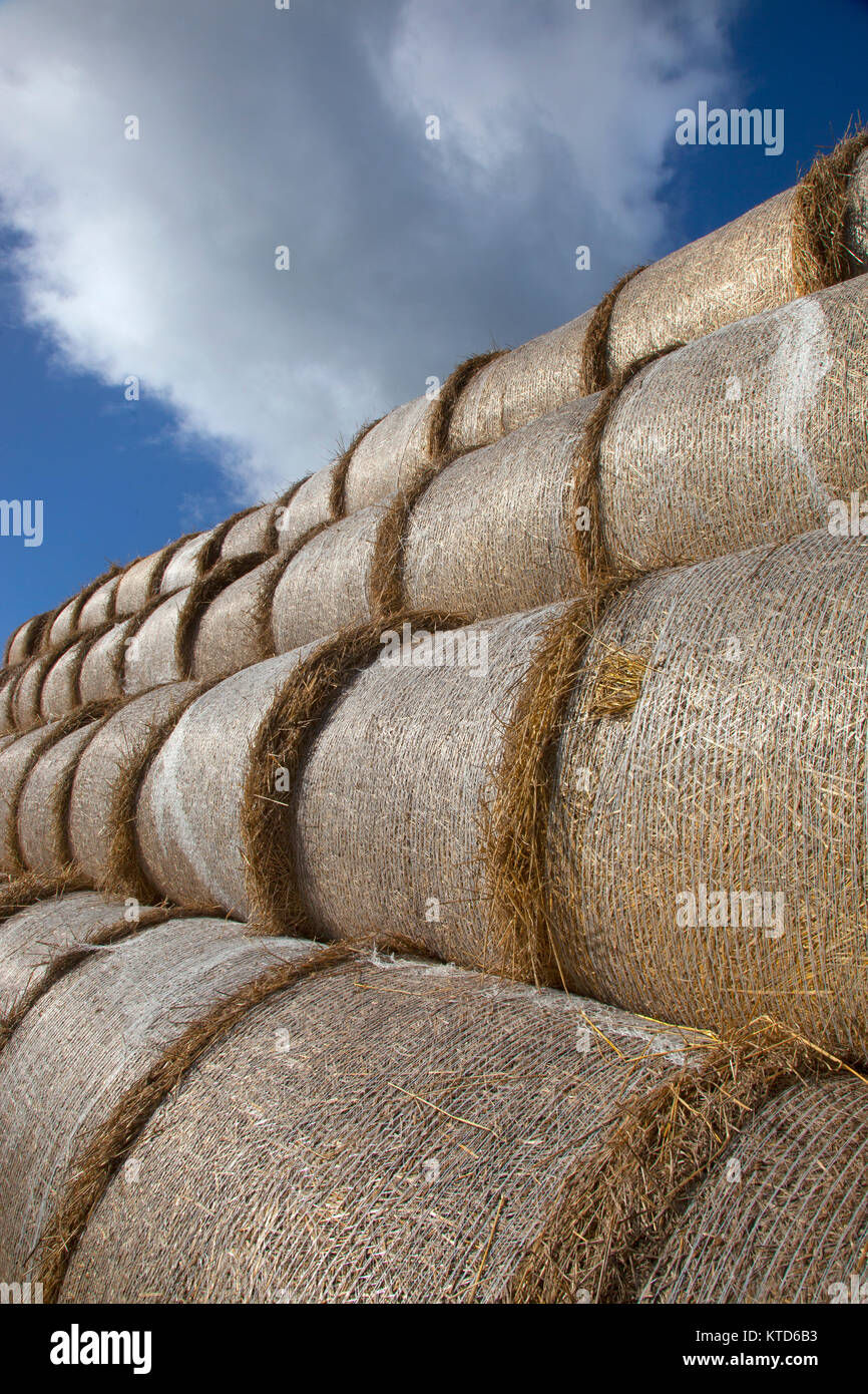 Runde Ballen stapeln nach Ernte Norfolk September Stockfoto