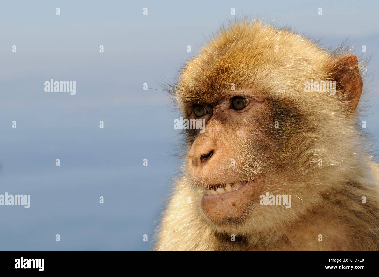 Barbary macaque (Macaca sylvanus) Gibraltar. Barbary macaque (Macaca sylvanus) auch als: Barbary ape und Rock ape bekannt. Barbary macaques (Macaca Sylva Stockfoto