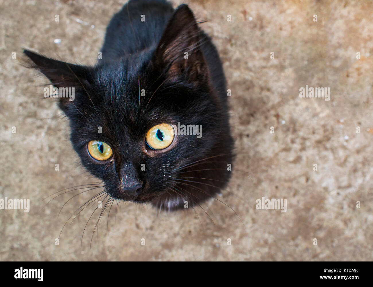 Die schwarze Katze ist saßen und sehr süß. Katze sitzt auf dem Boden Stockfoto