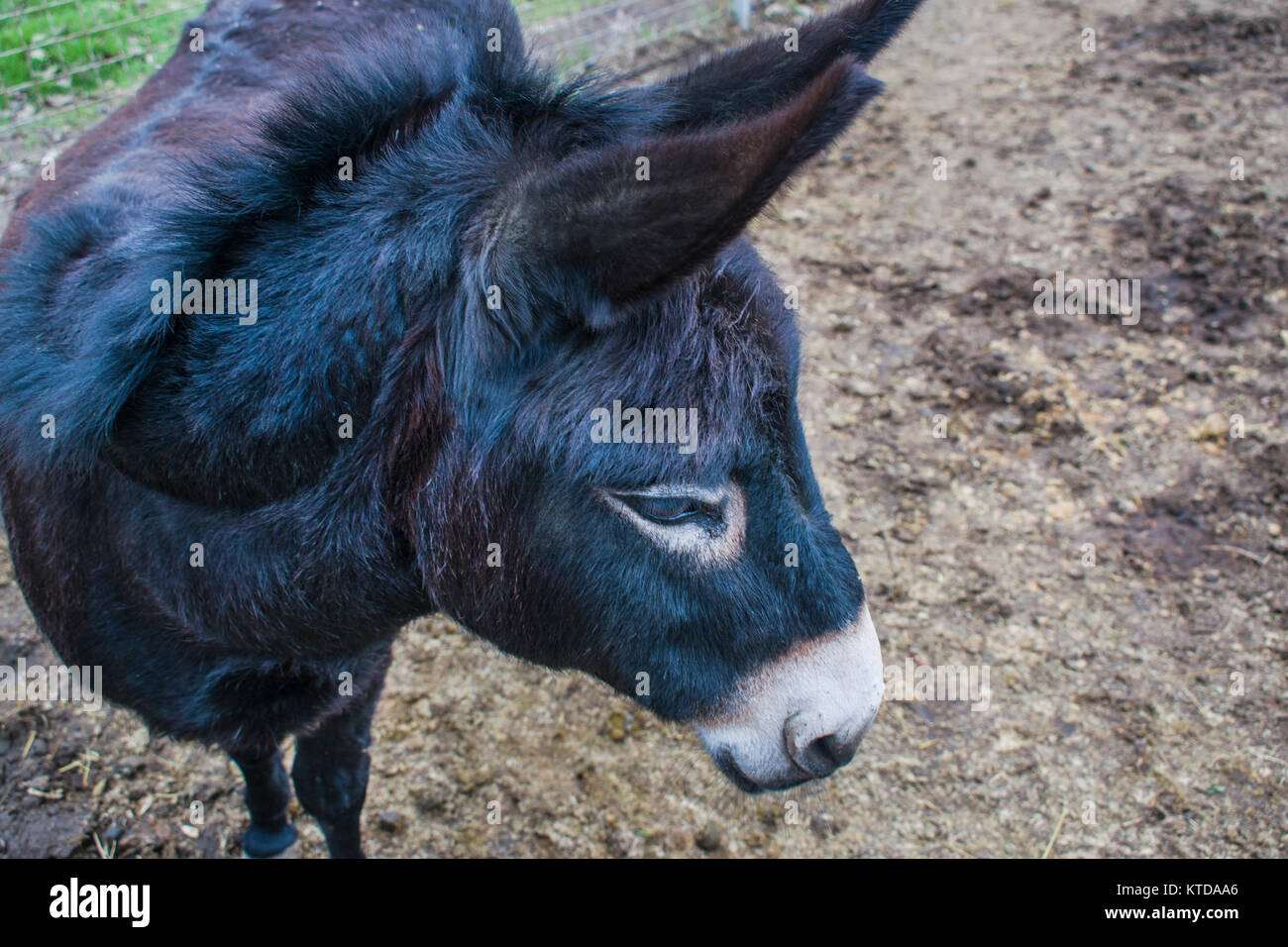 Eine gute Esel sieht seitwärts. Esel portrait Foto Stockfoto