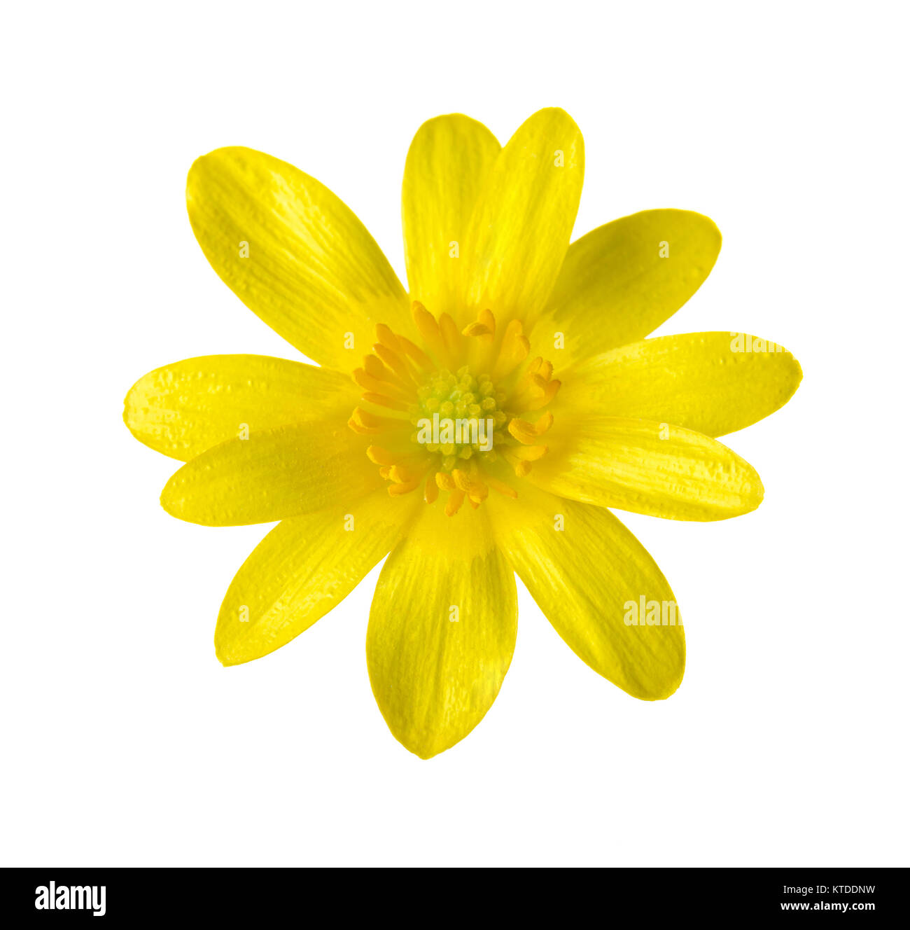 Gelbe Blume (Caltha palustris) isilated auf Weiß. Stockfoto