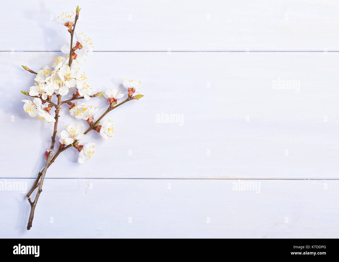 Licht lila Holz- Hintergrund mit blühenden Aprikose Filialen. Stockfoto