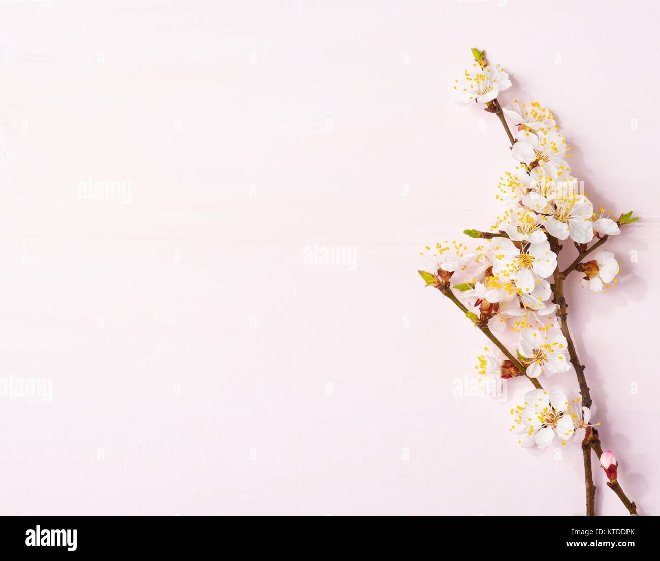 Hellrosa hölzernen Hintergrund mit Aprikose blühende Zweige. Stockfoto