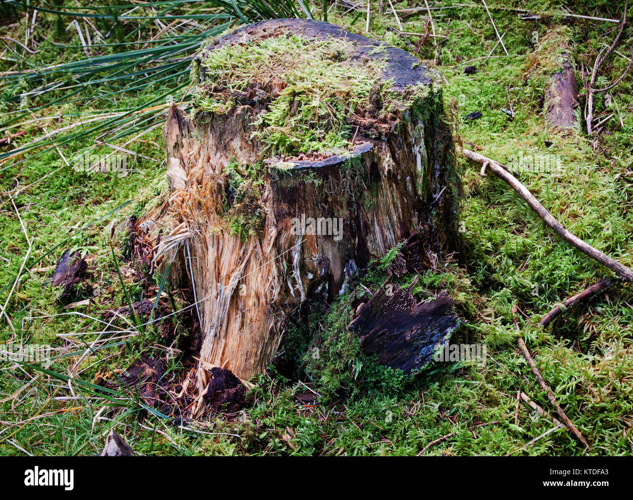 Die Natur bringt Farbe auf einen gefällten Baumstamm an Snaizeholme Naturschutzgebiet Stockfoto