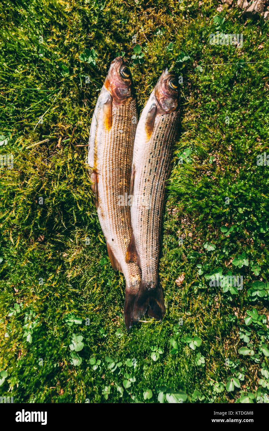 Fang von Fischen im Gras liegend Stockfoto