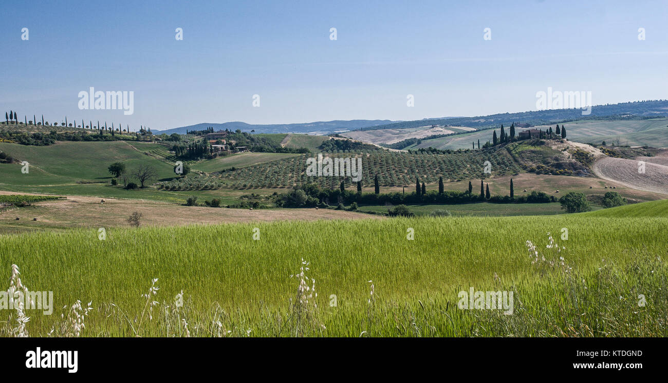 Toskana - 31. Mai: Landschaft mit Bäumen und Hügeln der Val d'Orcia, Italien, am 31. Mai 2017. Stockfoto