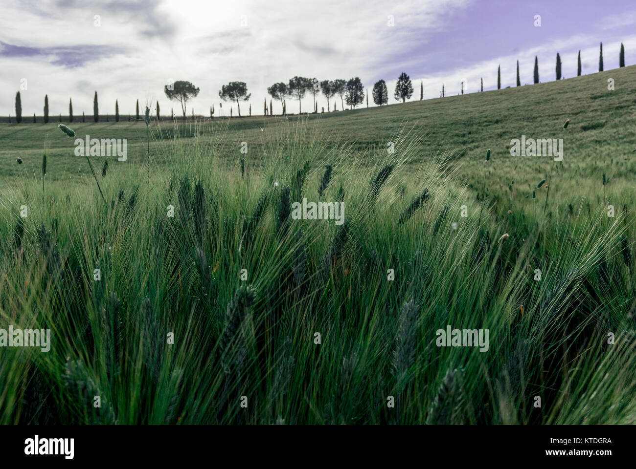 Toskana - 2. JUNI: Weizenfeld und Zypressen in die Landschaft des Val d'Orcia, Toskana, Italien, Juni 2,2017. Stockfoto